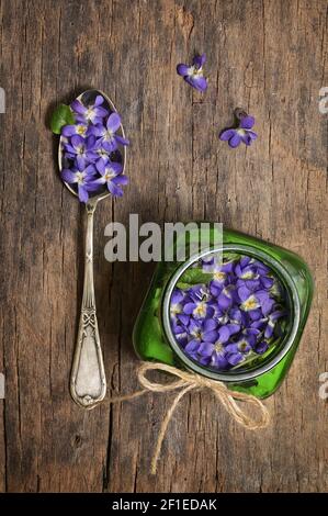 Pianta perenne erbacea concettuale Viola odorata Foto Stock