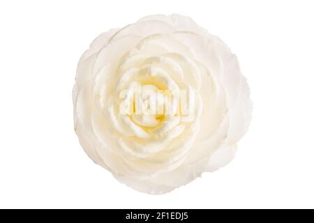 Fiore di camelia bianco completamente fiorito isolato su sfondo bianco. Camellia japonica Foto Stock