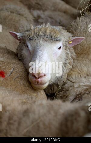 Dench che adora pecora Dorset Horn. Regno Unito Foto Stock