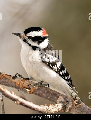 Vista ravvicinata del profilo Woodpecker arroccato su un ramo che mostra piumaggio di piume nel suo ambiente e habitat nella foresta con uno sfondo sfocato. Foto Stock