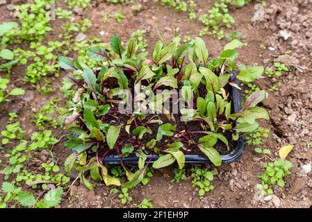 Piante verdi giovani di barbabietola pronte per piantare Foto Stock