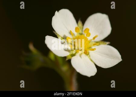 Fragola selvatica (Fragaria vesca) fiore in giardino, Somerset, Regno Unito, maggio 2020. Foto Stock