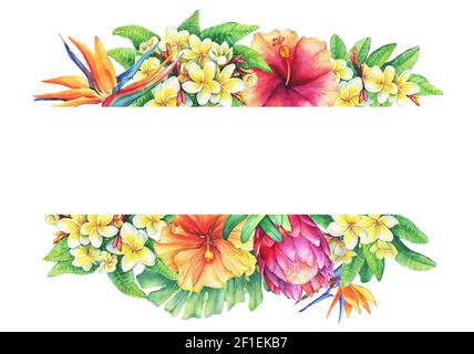 Banner con rami viola protea, plumeria, strelitzia e fiori tropicali ibiscus. Bordo orizzontale. Pittura ad acquerello disegnata a mano su bac bianco Foto Stock