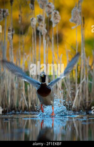 Mallard maschio drake (Anas platyrhynchos) decollo dal giardino stagno, Somerset, Regno Unito, aprile 2020. Foto Stock