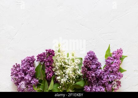 Fiori lilla bianchi e viola su sfondo bianco. Fiori primaverili. Disposizione piatta, vista dall'alto, spazio per la copia. Giorno di San Valentino, concetto di giorno delle madri. Foto Stock