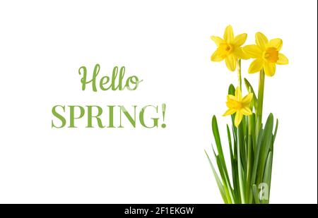 Fiori di daffodil gialli isolati su sfondo bianco. Ciao primavera. Composizione fiore primaverile. Foto Stock