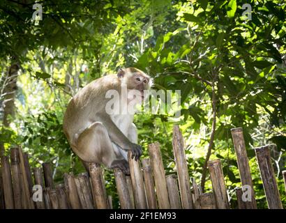 Macaco a coda di maiale settentrionale (Macaca leonina) in Thailandia Foto Stock