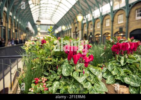 Vista ravvicinata dei fiori a Covent Garden, Londra Foto Stock