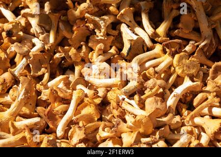 Funghi chanterelle al mercato agricolo locale. Parigi, Francia. Sfondo della vista superiore. Autunno natura raccolto concetto. Foto Stock