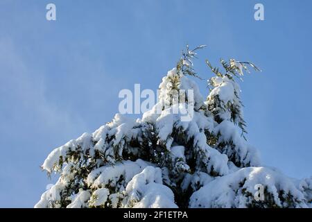 Una vista innevata dei rami superiori di neve coperta Alberi di pino scozzesi sul piccolo giardino di brughiera dello Yorkshire a. 900ft Foto Stock