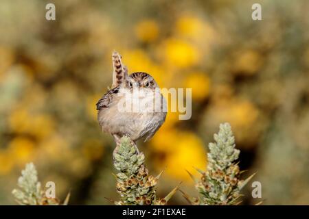 Grinzelo d'erba, Cistotorus platensis Falklandicus, singolo adulto arroccato sulla vegetazione, Isola dei leoni marini, Isole Falkland, Malvinas Foto Stock