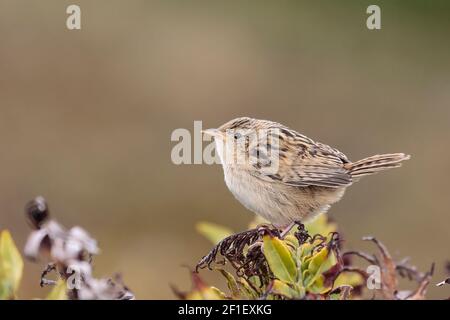 Grinzelo d'erba, Cistotorus platensis Falklandicus, singolo adulto arroccato sulla vegetazione, Isola dei leoni marini, Isole Falkland, Malvinas Foto Stock