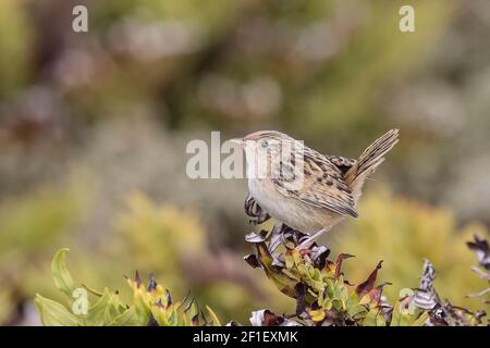 Grinzelo d'erba, Cistotorus platensis Falklandicus, singolo adulto arroccato sulla vegetazione, Isola dei leoni marini, Isole Falkland, Malvinas Foto Stock