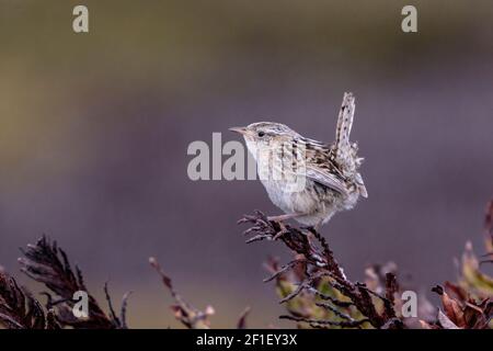 Grinzelo d'erba, Cistotorus platensis Falklandicus, singolo adulto arroccato sulla vegetazione, Isola dei leoni marini, Isole Falkland, Malvinas Foto Stock