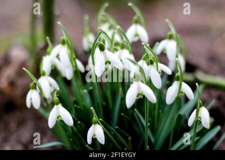 Sfocare lo sfondo Primavera. Vista laterale. Fiori di primavera Snowdrop in una radura nella foresta. Snowdrop, simbolo di primavera. Galanthus, Galanthus nival Foto Stock