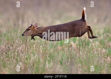 Muntjac di Reeves (Muntiacus reevesi) Foto Stock