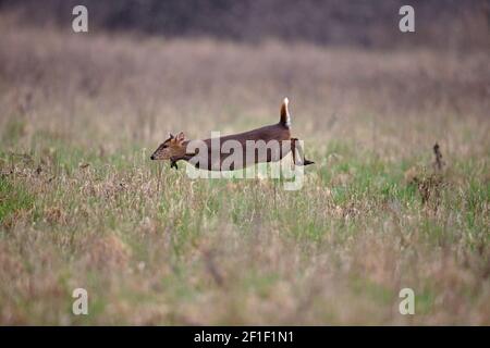 Muntjac di Reeves (Muntiacus reevesi) Foto Stock