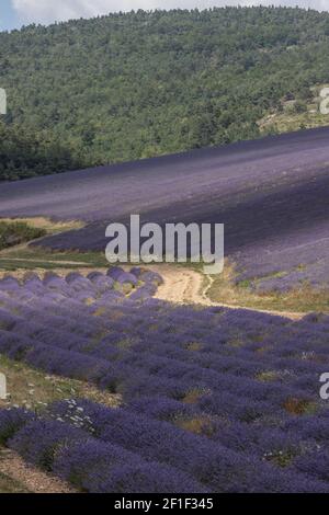 Corsie viola di lavanda in provenza in Francia, Europa Foto Stock