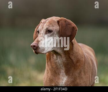 Vecchia viszla ungherese Foto Stock