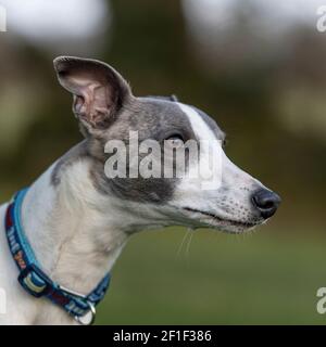 Whippet Foto Stock