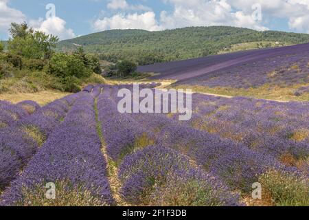 Corsie viola di lavanda in provenza in Francia, Europa Foto Stock