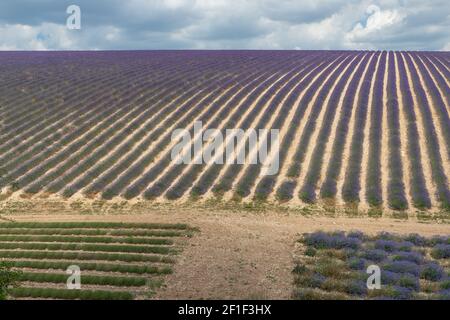 Corsie viola di lavanda in provenza in Francia, Europa Foto Stock