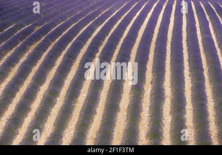 Corsie viola di lavanda in provenza in Francia, Europa Foto Stock