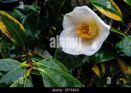 primo piano camelia arbusto bianco con gambo giallo in pioggia Foto Stock