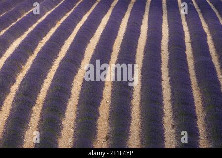 Corsie viola di lavanda in provenza in Francia, Europa Foto Stock