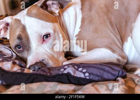 Un cane pitbull di razza mista (American Staffordshire Pit Bull Terrier e American Pit Bull Terrier) (Canis lupus familiaris) sembra timido. Foto Stock