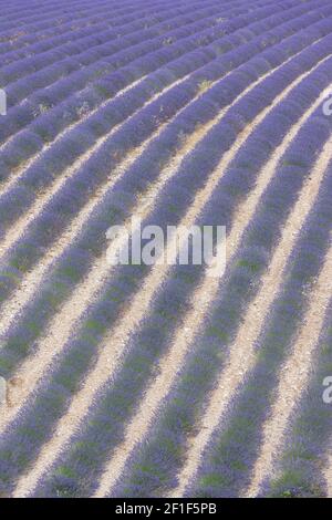 Corsie viola di lavanda in provenza in Francia, Europa Foto Stock