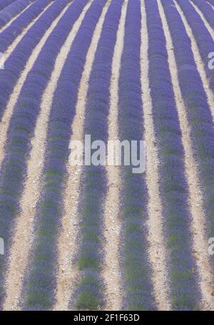 Corsie viola di lavanda in provenza in Francia, Europa Foto Stock