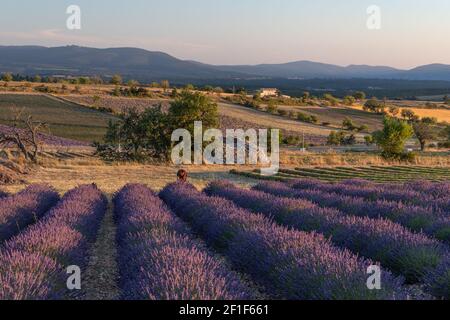 Corsie viola di lavanda in provenza in Francia, Europa Foto Stock