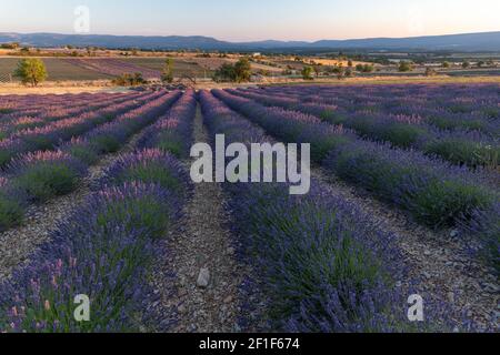 Corsie viola di lavanda in provenza in Francia, Europa Foto Stock