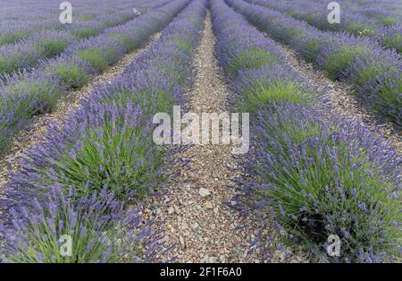 Corsie viola di lavanda in provenza in Francia, Europa Foto Stock