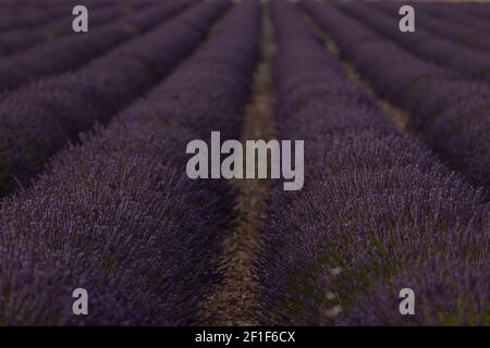 Corsie viola di lavanda in provenza in Francia, Europa Foto Stock