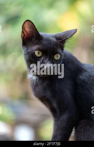 Closeup di gatto nero domestico con gli occhi affilati su un giorno di sole Foto Stock