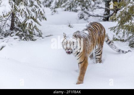 Tigre di Bengala Foto Stock