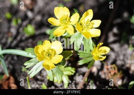 Berlino, Germania. 8 marzo 2021. I Winterlings, uno dei primi fiori di primavera, fioriscono in un giardino a Berlino. Credit: Kira Hofmann/dpa-Zentralbild/dpa/Alamy Live News Foto Stock