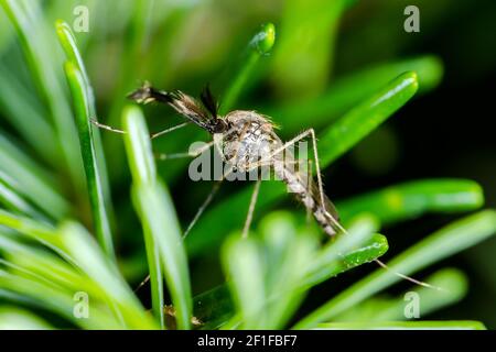 Pericoloso malaria infetta zanzara su sfondo verde. Leishmaniosi, encefalite, febbre gialla, Dengue, malattia di malaria, Mayaro o Zika Virus Infe Foto Stock