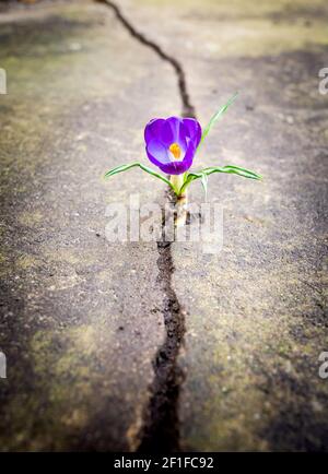 Fiore che cresce nelle crepe di una pavimentazione Foto Stock