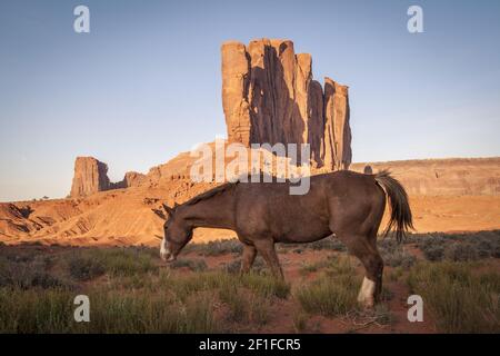 Giovani wild horse in Monument Valley, Utah. Foto Stock