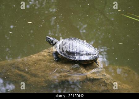 Un cursore dalle orecchie rosse (Trachemys scripta elegans) che si gode il sole in una calda giornata estiva Foto Stock