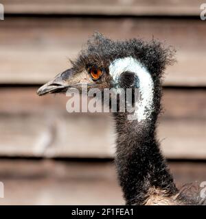 Nel parco dell'australia l'uccello libero dell'uem Foto Stock