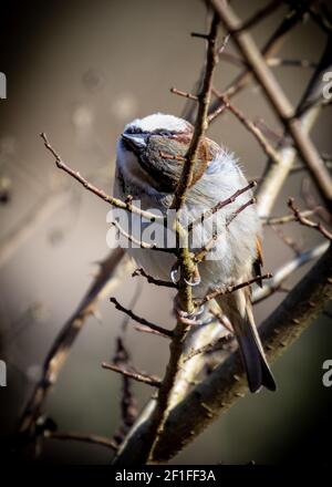 Spring Passeridae - Sparrow UK Foto Stock