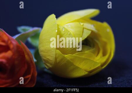 Due piccoli fiori di ranuncolo. Foto Stock