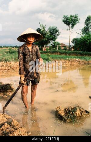 Trapianto di riso, Vietnam del Nord, giugno 1980 Foto Stock