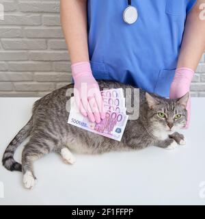 Mani di un medico di veterinario con uno stetoscopio e denaro in euro Foto Stock