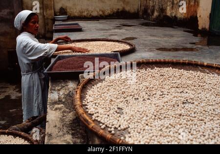 Produzione di farmaci a base di erbe, ho Chi Minh City, Vietnam, giugno 1980 Foto Stock