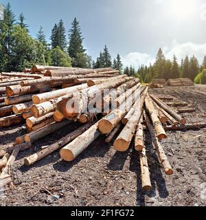 Mucchio di tronchi di legno raccolti in foresta, alberi con cielo blu sopra lo sfondo Foto Stock